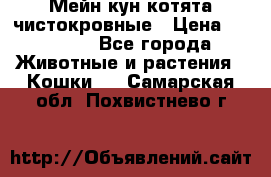 Мейн-кун котята чистокровные › Цена ­ 25 000 - Все города Животные и растения » Кошки   . Самарская обл.,Похвистнево г.